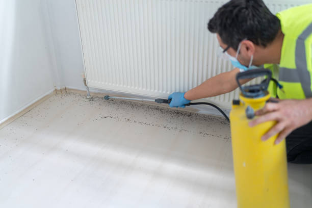 Wasp Removal Services in Oliver Springs, TN